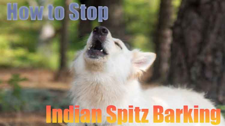 Indian Spitz Barking a lot: How to stop