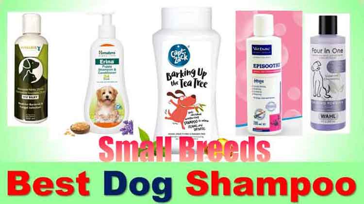 best shampoo for small dogs