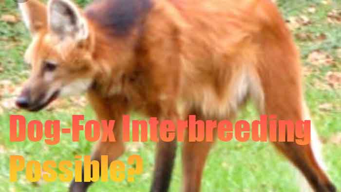 Truth About Dog and Fox Interbreeding: Is it Possible?