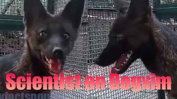 how scientist found out dogxim to be the first ever dog-fox hybrid