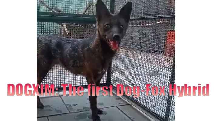 first ever dog-fox hybrid dogxim full story