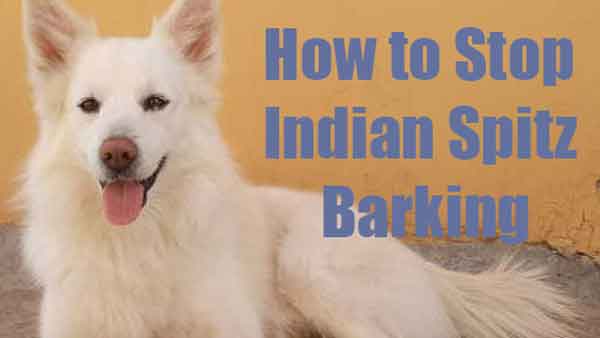 How to Stop an Indian Spitz excessive barking problem