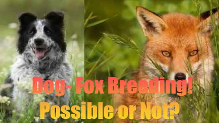 dog fox breeding possible or not
