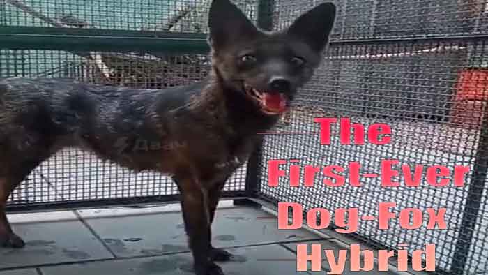 How Dogxim was found to be a Dog Fox Hybrid?