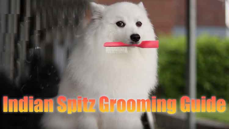 Indian Spitz Grooming guide and tips