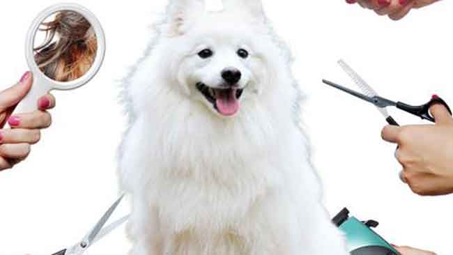 Indian Spitz Grooming tips for Beginners