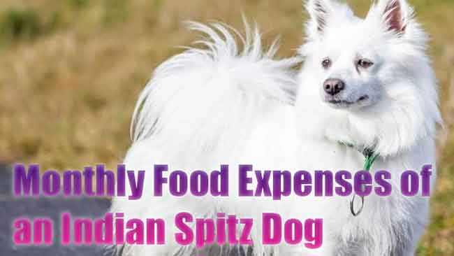Indian Spitz Food Expenses (Monthly)