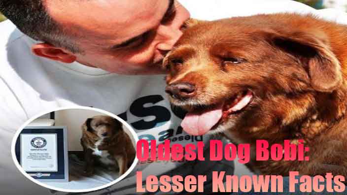 Bobi passed away, lesser know facts about bobi Guinness world record holder for oldest dog