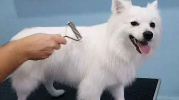how to brush an Indian spitz dog