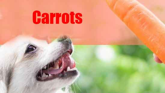 Carrots as Best Homemade Dental Treats for Dogs
