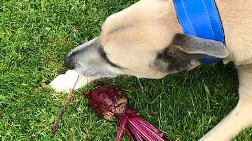 Beetroot for dogs
