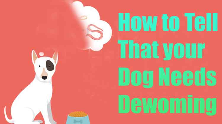 how-to-know-if-your-dog-needs-deworming