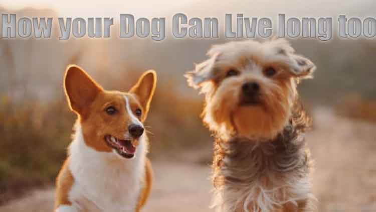 5 Quick Tips for Your Dog's Healthy Lifestyle