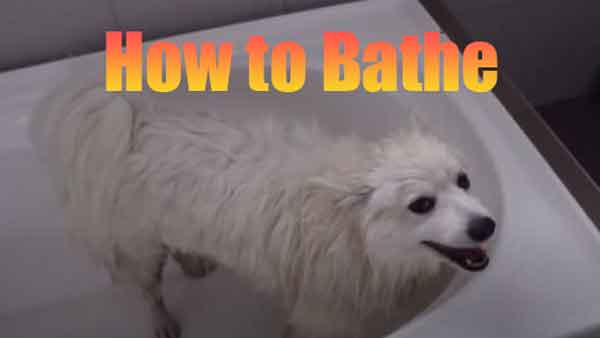 how to bathe an Indian Spitz
