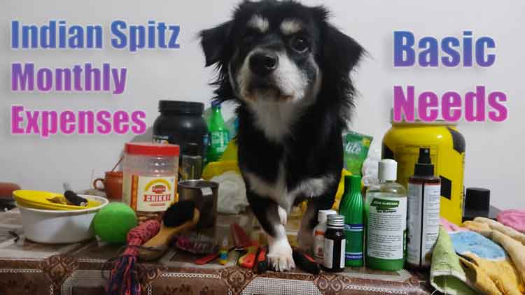 Indian Spitz Monthly Expenses and Their Needs