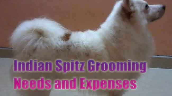 Grooming Expenses of Indian Spitz