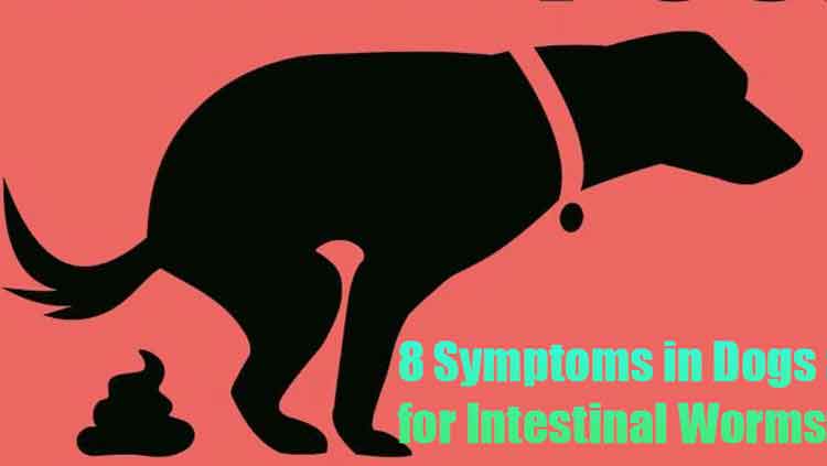 8 Signs in Dogs that tells their Deworming is Due