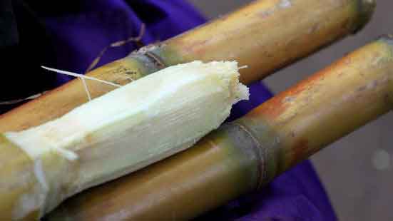 Sugarcane Stick for dog chew treats
