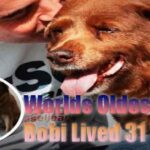Bobi lived 31 years, here is how your dog can too