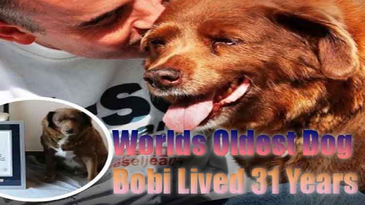 Bobi lived 31 years, here is how your dog can too