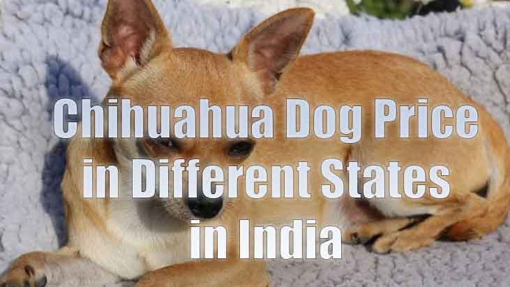 Chihuahua Puppy Price in India