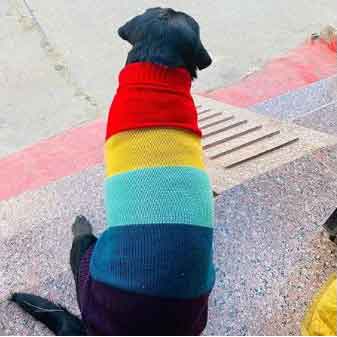 Dog Winter Sweater for Retrievers