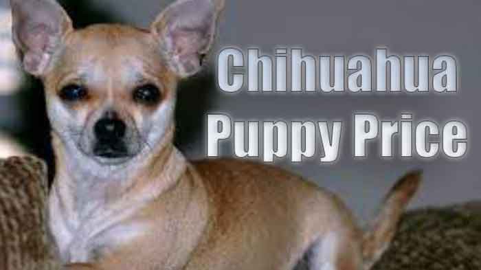 Chihuahua Dog Price in different states of India