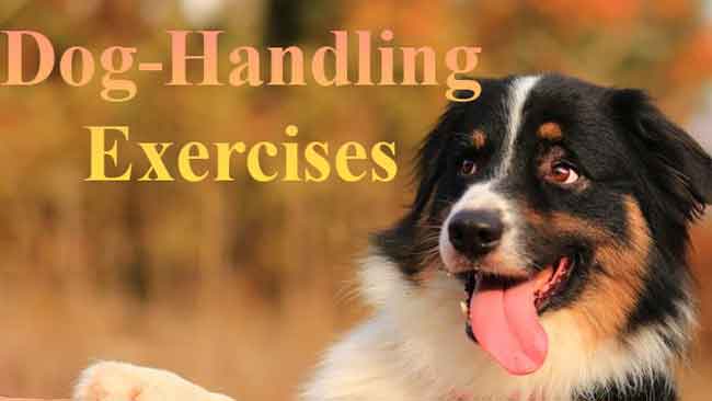 Dog Handling Exercise: Touch Your Dog Anywhere