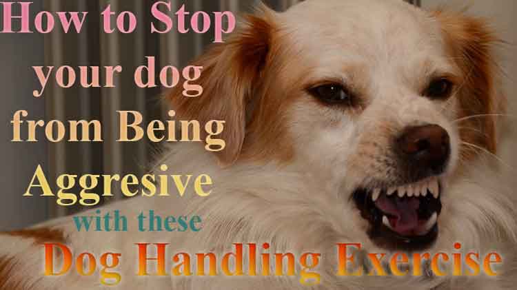 how to stop your dog from being aggressive