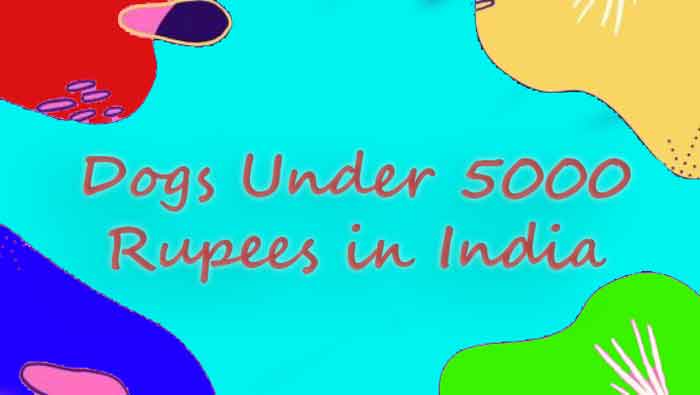 Top Dogs under 5000 rupees in India 2024