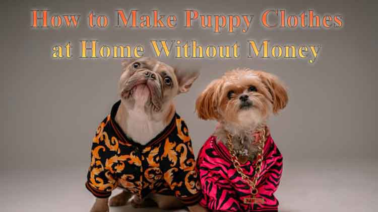how to make puppy clothe at home without money