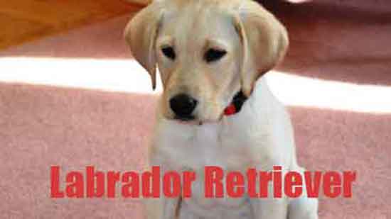 5 Dogs under 10,000 rupees in India Labrador retriever