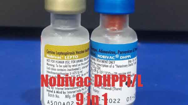 Nobivac Vaccines for dogs