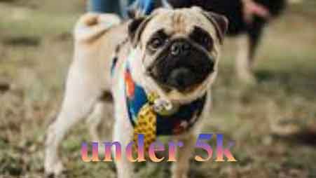 Pug dog under 5k rs in india
