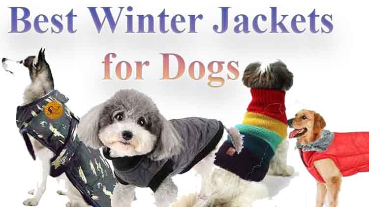 best Winter jackets for big and small dogs in India 2024