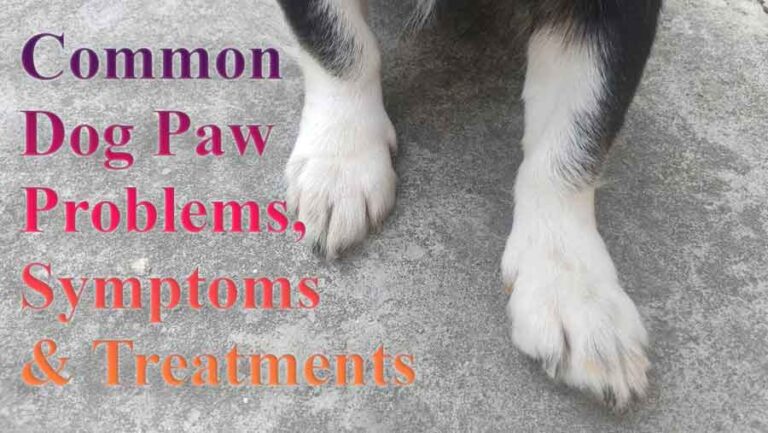 Common Dog Paw Disease, Symptoms and Treatments