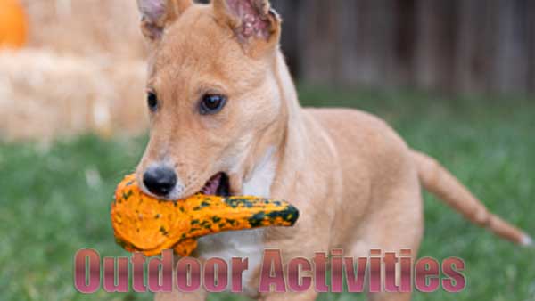 Try Outdoor Activities to Make Your Dog Smarter