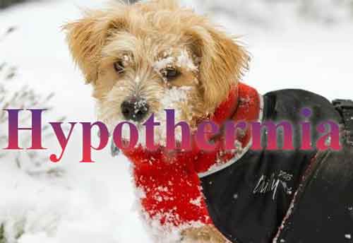 Hypothermia winter illnesses symptoms
