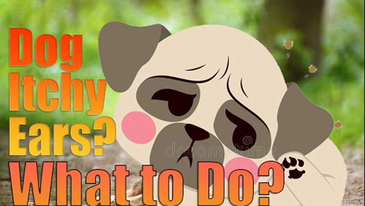 dog itchy ears cause and treatments