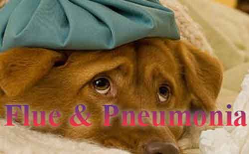 Flu and Pneumonia is one of the common Winter Illnesses in dogs
