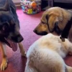 Kangal gives death stare warning to GSD for rough play