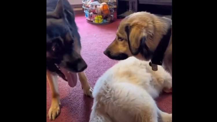 Kangal gives death stare warning to GSD for rough play