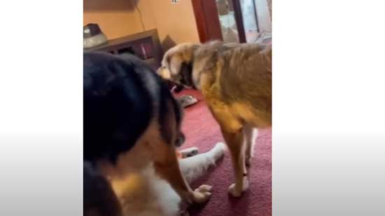 Kangal Dog gives warning to GSD for Playing with Samoyed