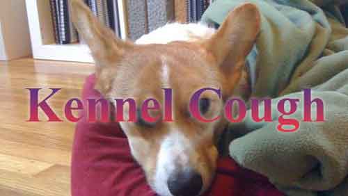 Kennel Cough dog winter illnesses
