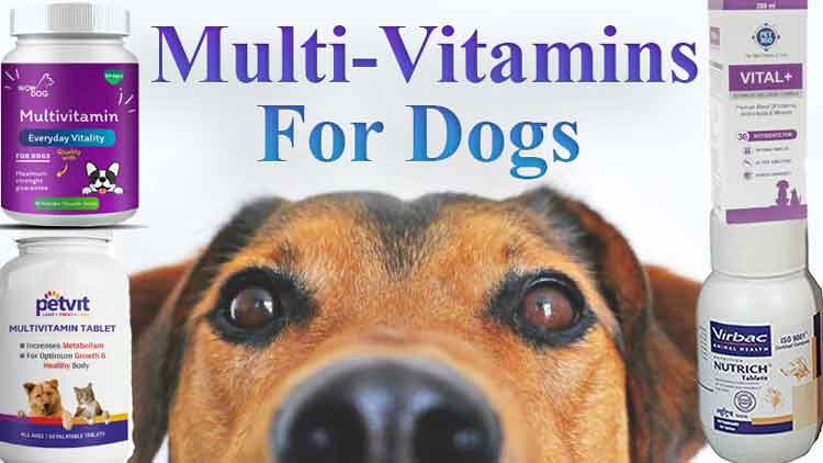 multivitamins for dogs in India