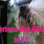 unknown dog respiratory disease in US