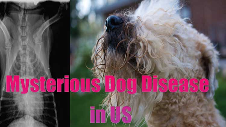 unknown dog respiratory disease in US