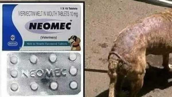 Neomec Tablet Uses for Dogs