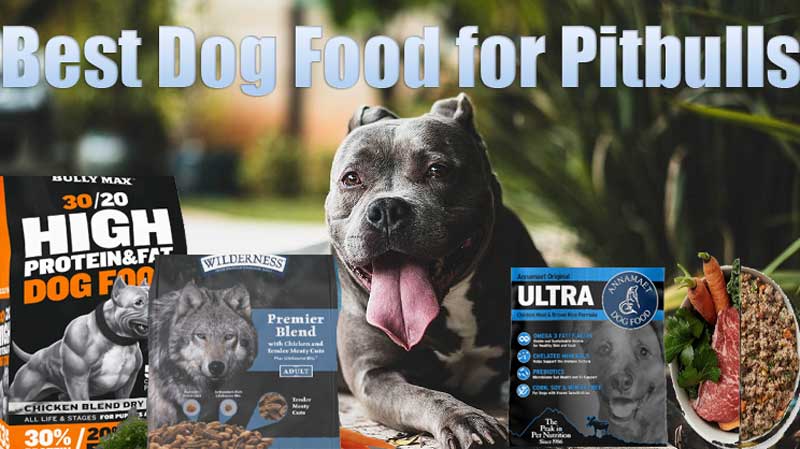 best food guide article for pitbull pet owners