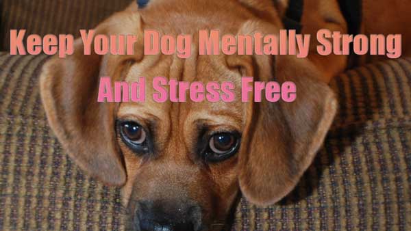 How to Make Your Dog Smart and Build a Strong Mental Health